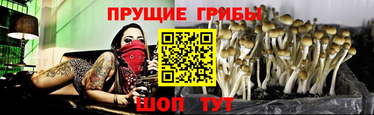 Псилоцибиновые грибы мицелий  Вход с VPN  закладки  Сухой Лог 